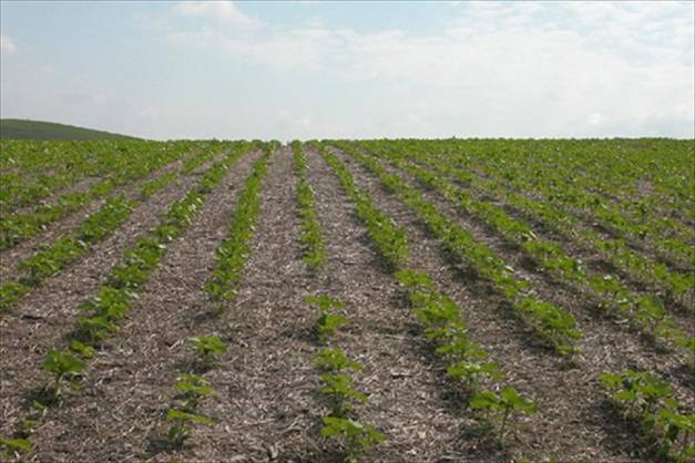 Andalucía fomentará una producción agraria más sostenible