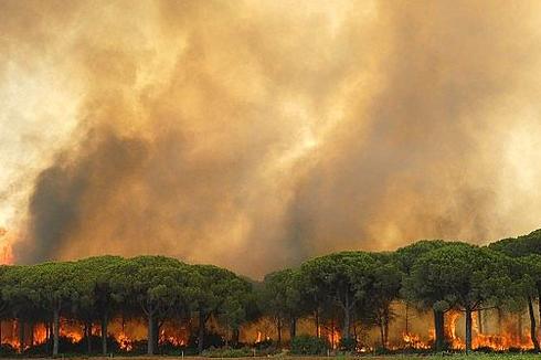 Los modelos climáticos prevén un aumento de la intensidad y diversidad de incendios a medio y largo plazo