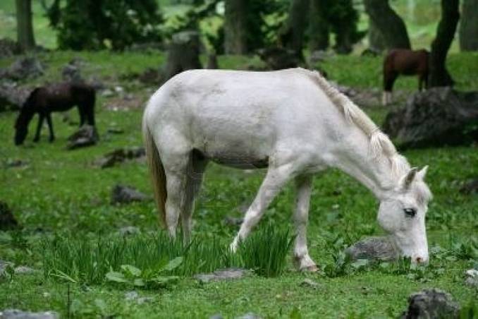 Recuperar la rentabilidad económica del monte para evitar los fuegos forestales