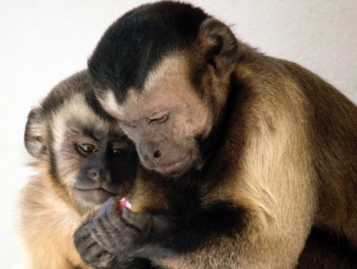 A los primates no les gusta la ‘injusticia’