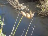 En el río Guadaíra. Ecologistas denuncia la aparición de cientos de peces muertos