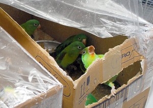 Robados 40 millones de animales cada año de las selvas tropicales en Brasil