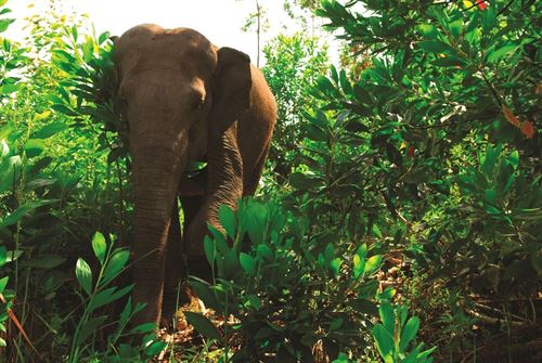 Repoblarán un millón de hectáreas de bosque en Indonesia