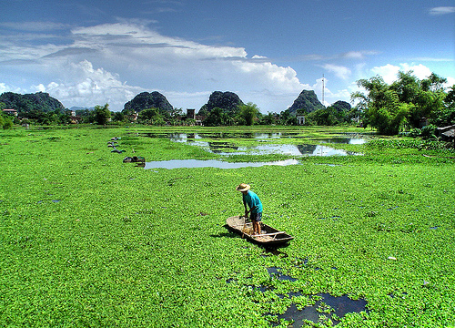 El Delta del Mekong no se ha recuperado 30 años después de su destrucción
