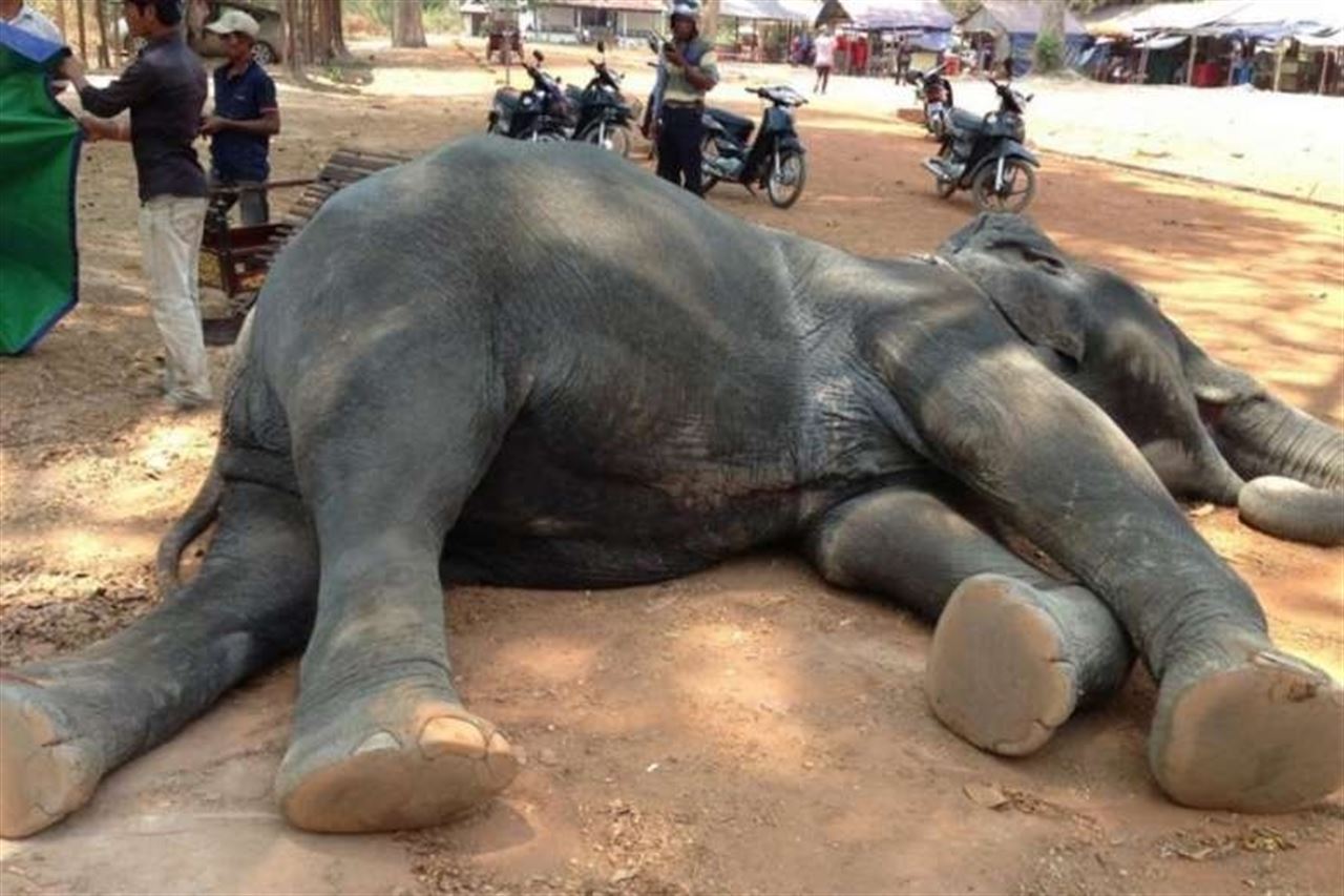 Un elefante de uso para fines turísticos en Camboya muere de un ataque al corazón