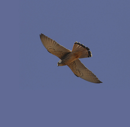 SEO/BirdLife instala dos webcams para seguir la reproducción del cernícalo primilla en Ávila