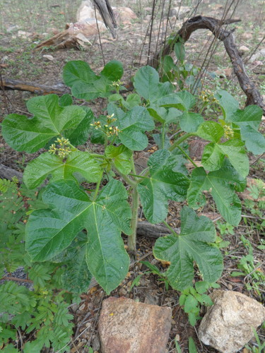 Argentina. Ortiga circularis: una ‘maleza’ con muchas bondades