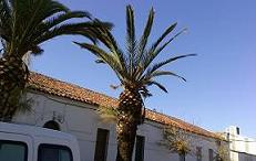 El ‘imparable’ avance del picudo rojo