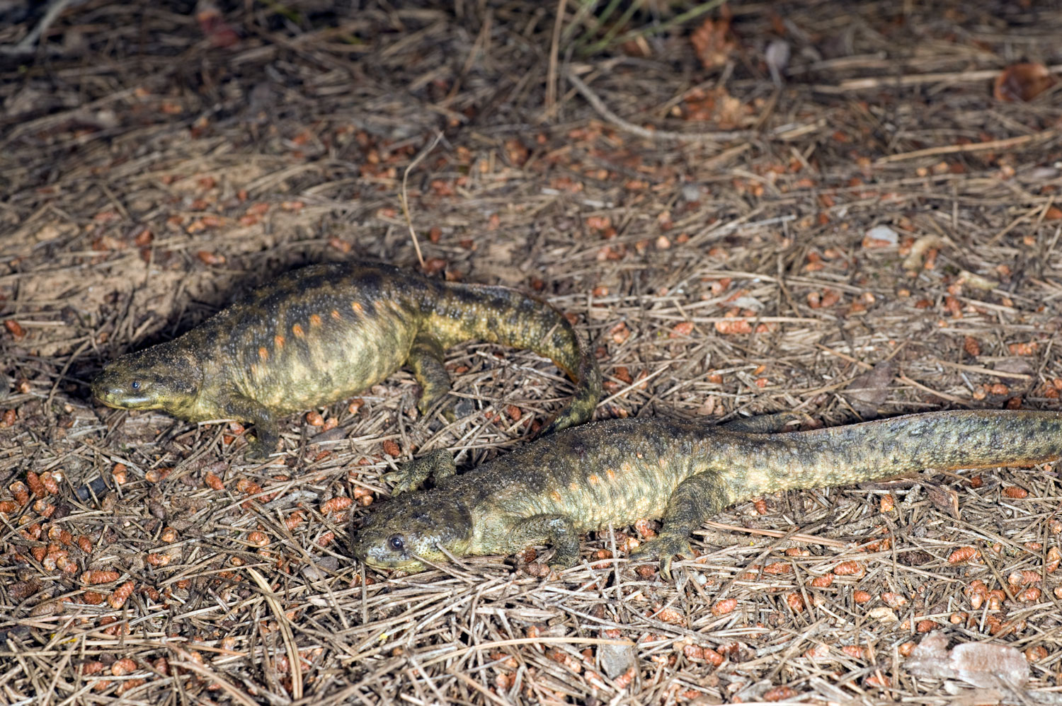 Hallan ejemplares de Gallipato en Yecla