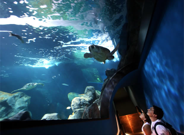 Asturias. El Acuario de Gijón imparte un curso sobre mantenimiento y gestión de tiburones