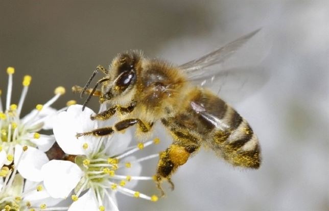 El estrés por falta de alimento puede haber llevado al declive de las abejas