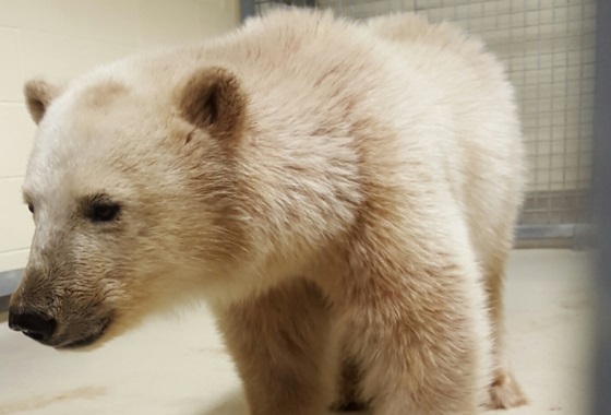 Semana del Oso Polar