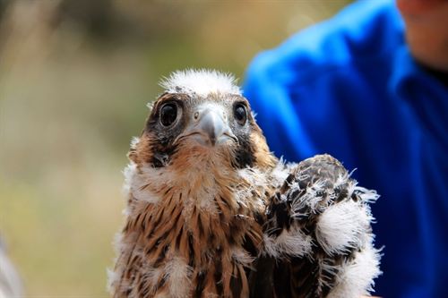 Aragón. Anilladas tres nuevas crías de halcón peregrino en el Galacho de Juslibol