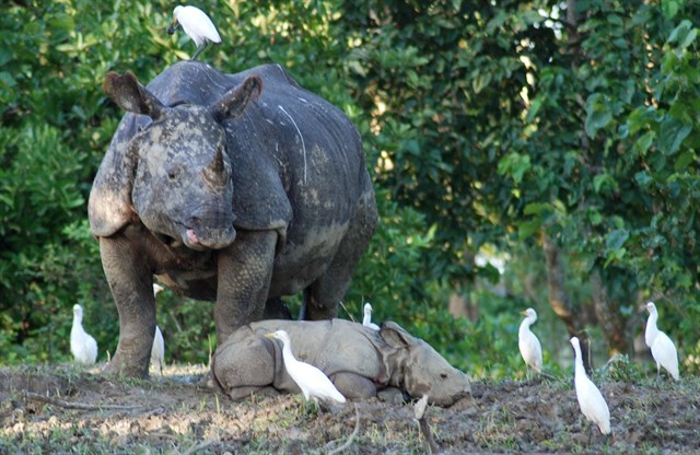 Desalojan a cientos de personas que vivían en un parque de rinocerontes en la India