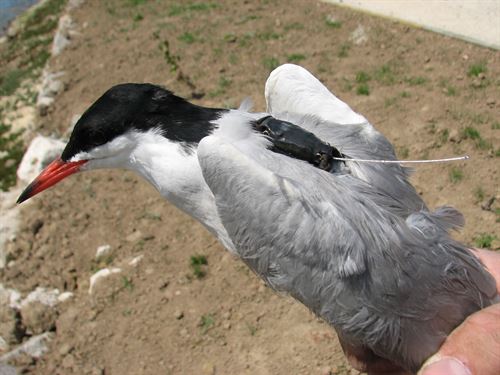 SEO/BirdLife y Viesgo colaboran en la conservación del charrán común en la bahía de Santander