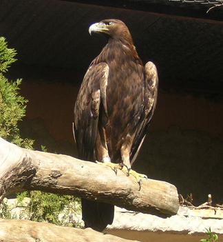 Reitera la autoridad ambiental su compromiso a favor de la conservación del águila real