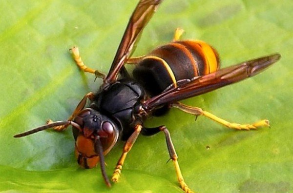 Biocidas contra la avispa asiática