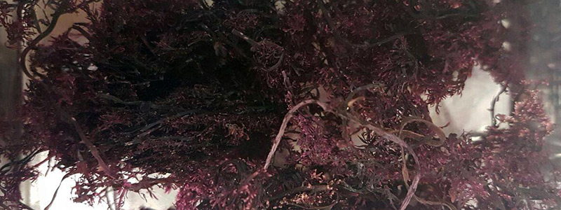 Investigación y valorización de macroalgas mexicanas