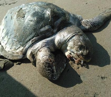 Muere tortuga en Guanacaste