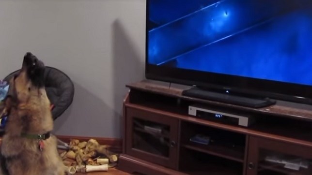 EMPATÍA CANINA (Mira el VIDEO)