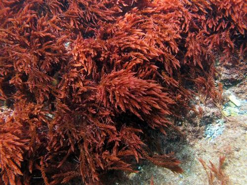 Investigadores de UMA desarrollan modelos para detectar la introducción de especies invasoras como algas rojas