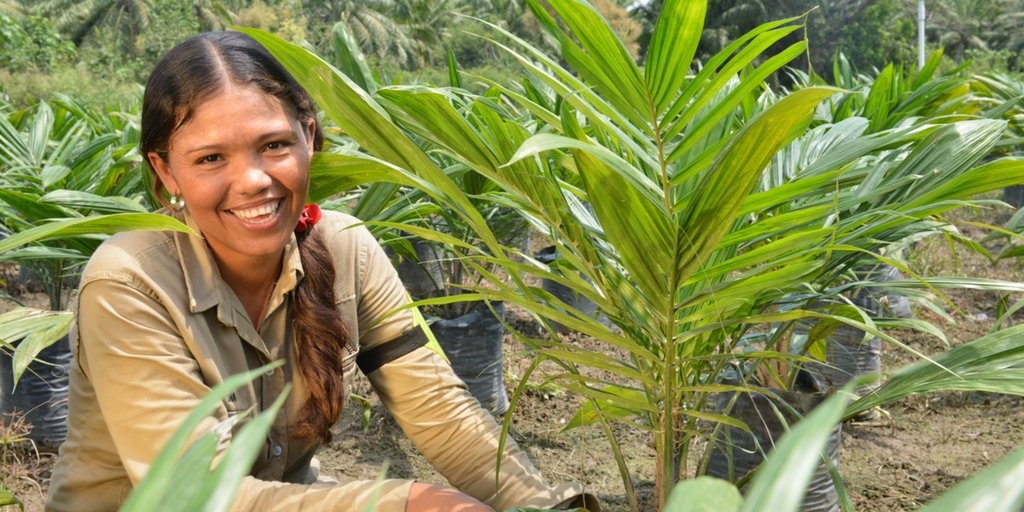 Nuevo programa de sostenibilidad del aceite de palma en Colombia