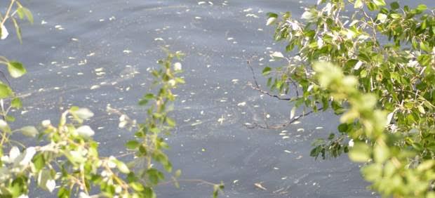 Vertido de Oleícola El Tejar en Córdoba