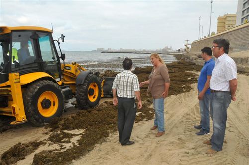 Retiran 80 toneladas de algas de las playas de Cádiz