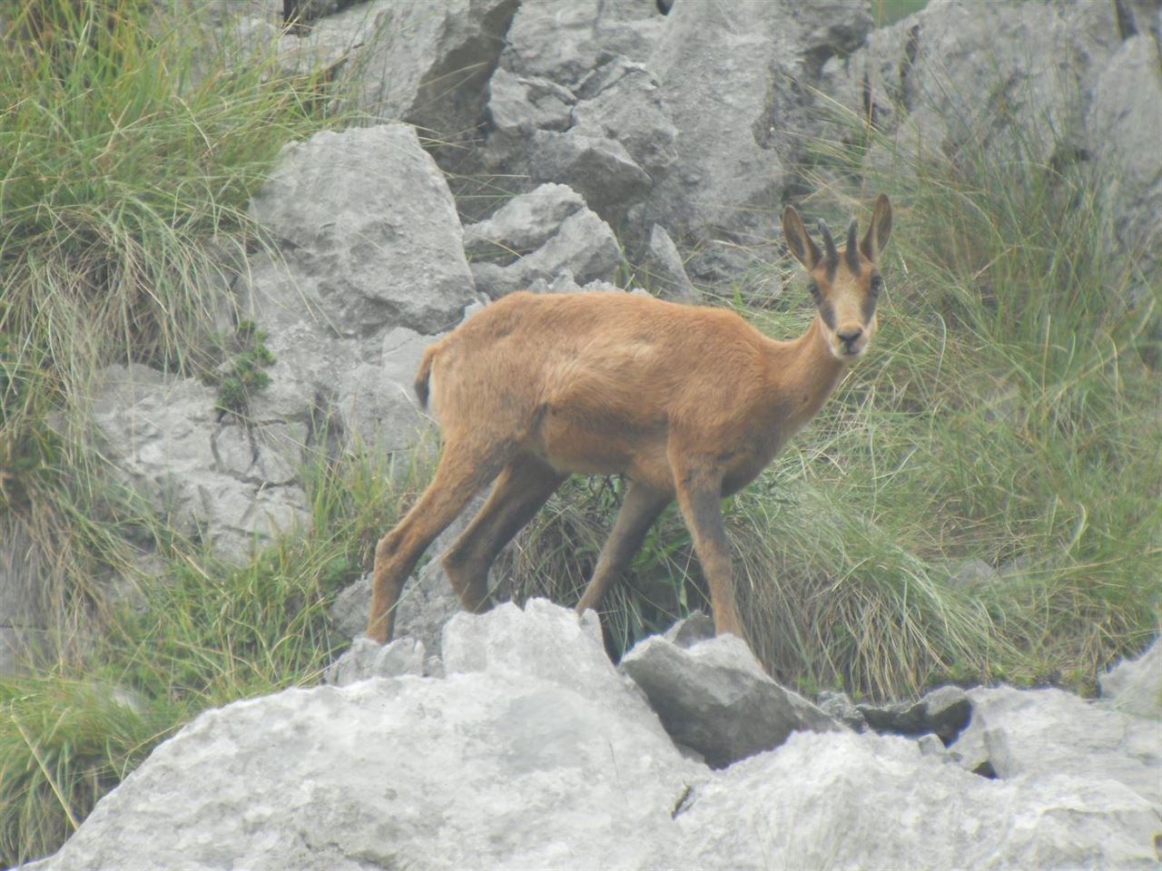Galardonadas las reservas de Ancares Leoneses