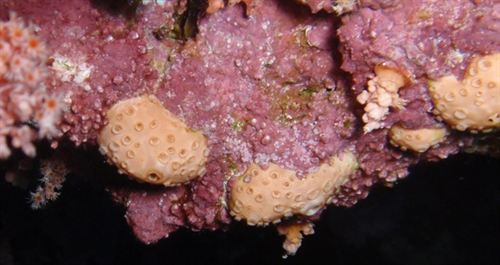 Bacterias calcificadoras probablemente crearon el esqueleto de algunos animales