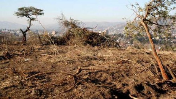 En 2015 se desmontaron 11.407 hectáreas de bosque nativo en Córdoba
