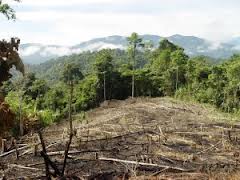 Brasil reduce deforestación en el Amazonas en un 84%