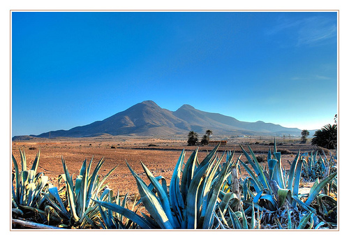 Greenpeace critica que Junta andaluza recurra suspensión cautelar del PORN que dictó TSJA para "proteger" el Algarrobico