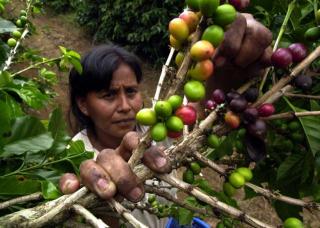 El cambio climático desafía a los productores de café