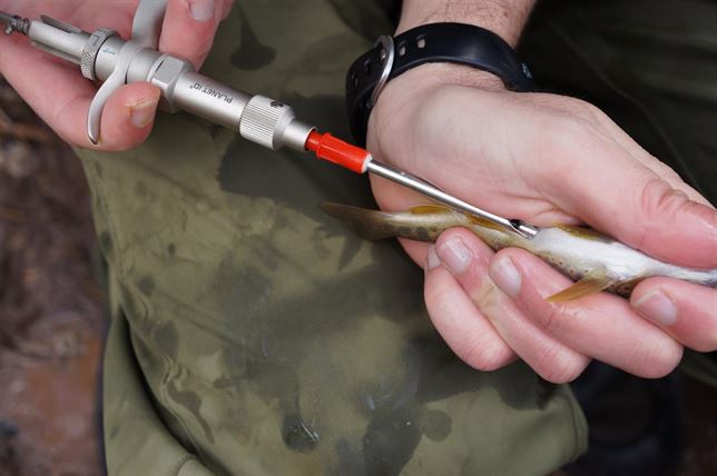 Un estudio en la Vall Fosca (Lleida) constata que las truchas de río no tienen comportamiento migratorio