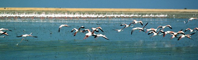 Arrancan una campaña informativa sobre el Espacio Natural de Doñana