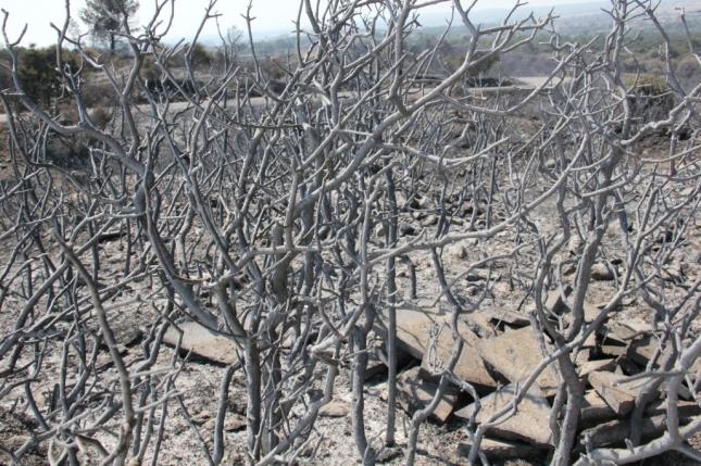 Acciónatura y Click Post impulsan la reforestación de la zona del incendio del Alt Empordá con 10.000 árboles