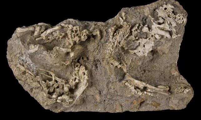 Encuentran crías de dinosaurio gigante fosilizadas en su nido