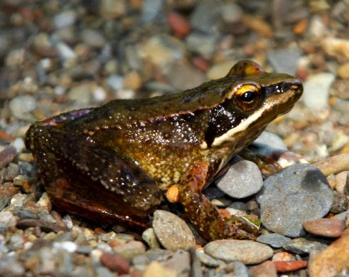 La Comunidad logra recuperar la rana ibérica en Peñalara tras su desaparición en los años 70