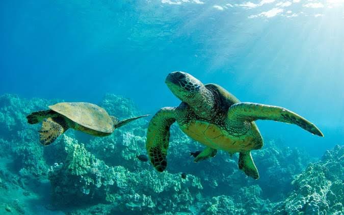 Merma el número de tortugas marinas por efecto del calentamiento global