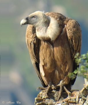 El emplazamiento de parques eólicos y comederos artificiales podría salvar cientos de buitres leonados