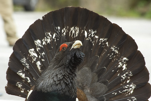 El MARM publica la "Estrategia para la conservación del Urogallo pirenaico en España"