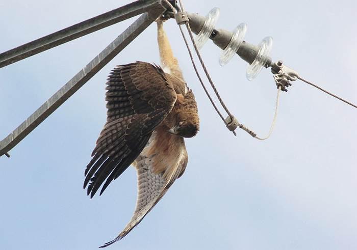 Podemos insta al Parlamento andaluz a actuar para evitar la colisión y electrocución de avifauna en tendidos eléctricos