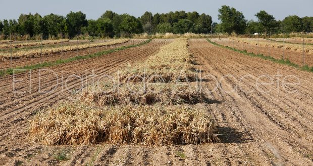 Junta Castilla-La Mancha prohíbe quemar restos vegetales y trabajos con riesgo de incendios desde este domingo