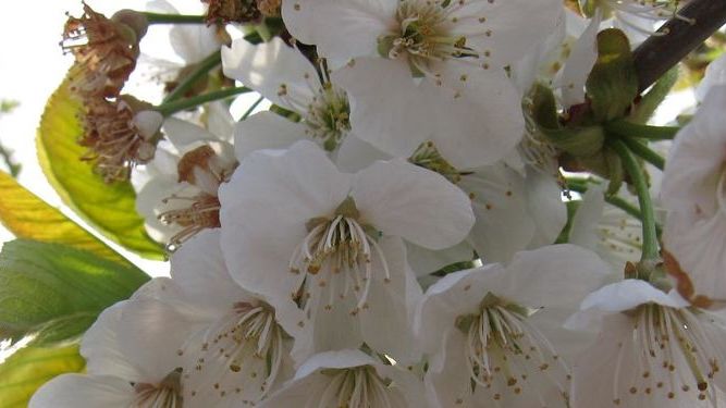 Madrid activa la información diaria de los niveles de polen