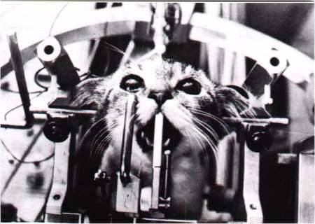 Reforma en la Ley de Experimentación animal beneficio para los animales