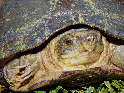 Cuando las especies exóticas invaden el medio natural