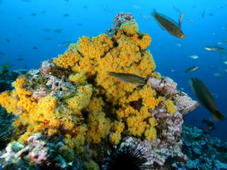 ONG lanza campaña para proteger ecosistema del Archipiélago de Juan Fernández en Chile