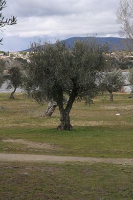 Cuál será el árbol mejor de Europa en 2016