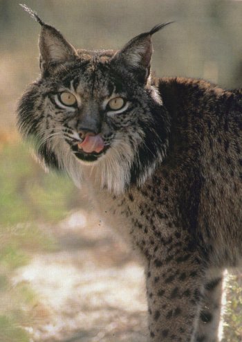 El Lince Ibérico da un gran paso para su conservación